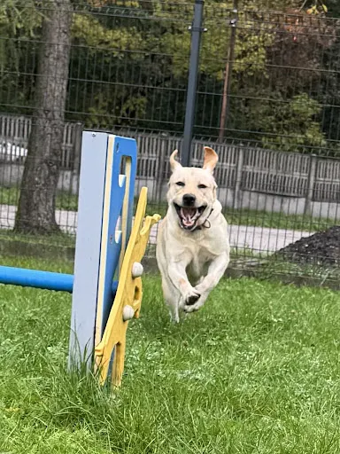 Merdający Uniwerek Beata Nowak